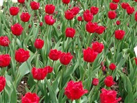 Redwings [Род тюльпан – Tulipa L.]