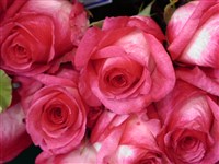Rose Gaujard [Род роза (шиповник) – Rosa L.]