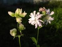 Rosea Plena [Род мыльнянка – Saponaria L.]