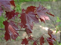 Royal Red [Род клён – Acer L.]