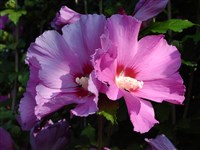 Russian Violett [Род гибискус – Hibiscus L.]