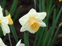 Salome [Род нарцисс – Narcissus L.]