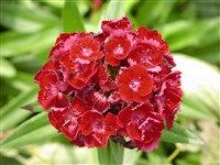 Scarlet Beauty [Род гвоздика – Dianthus L.]