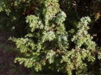 Schneverd Gold Mashangens [Род можжевельник – Juniperus L.]
