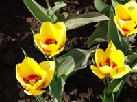 Stresa [Род тюльпан – Tulipa L.]