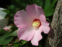 Super Rose [Род гибискус – Hibiscus L.]