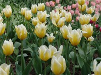 Sweet Heart [Род тюльпан – Tulipa L.]