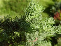Tortuosa [Род сосна – Pinus L.]