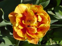 Tournesol [Род тюльпан – Tulipa L.]