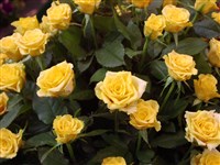 Valensia [Род роза (шиповник) – Rosa L.]