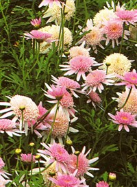 Vancouver [Род аргирантемум – Argyranthemum Webb.ex Schultz-Bip.]
