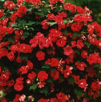 Victorian Rose [Род бальзамин (недотрога) – Impatiens L.]