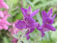 Violacea [Род шалфей (сальвия) – Salvia L.]