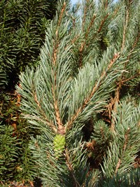 Watereri [Род сосна – Pinus L.] (1)