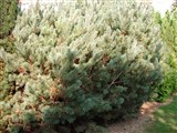 Watereri [Род сосна – Pinus L.] (2)
