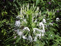 White Campbell [Род клеома – Cleome L.]