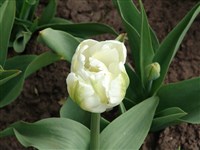 White Parrot [Род тюльпан – Tulipa L.]