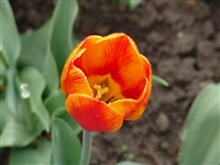 White Triumphator [Род тюльпан – Tulipa L.]