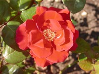 Zwergkonig [Род роза (шиповник) – Rosa L.]