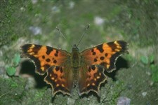 Нимфалиды (фотоальбом)