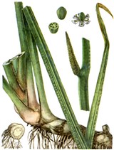 Лекарственные травы (альбом)