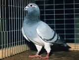 Домашние голуби (фотоальбом)