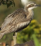 Австралийская авдотка (профиль)