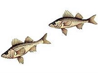 Азовская Перкарина (рисунок)