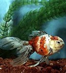 Аквариумные рыбы (ситцевая оранда)
