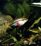 Аквариумные рыбы (цихлида-попугай)