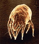 Аллергия (клещ)