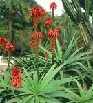 Алоэ (цветки)