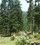 Алтайский Заповедник (тайга)