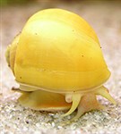 Ампулярия (желтая ампулярия)