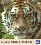 Амурский тигр