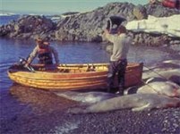 Антарктида (охота на тюленей)