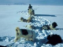 Антарктида (собачья упряжка)