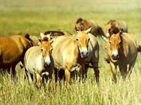 Аскания-нова (лошади)