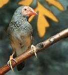 Астрильд тростниковый