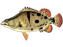 Ауха (рисунок)