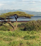 Африка (саванна)