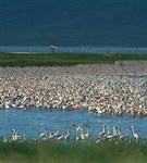 Африка (фламинго)