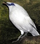 Балийский скворец (Leucopsar rothschildi)