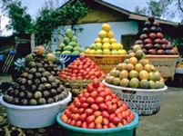 Бали (плоды)