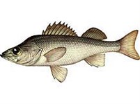 Балхашский окунь (рисунок)