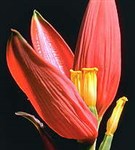 Банан (цветок)