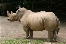 Белый носорог (в зоопарке)