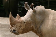Белый носорог (в зоопарке)_2