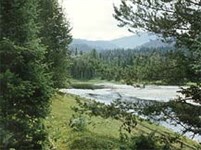 Бия (прибрежная тайга)