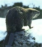 Бобры (канадский бобр)